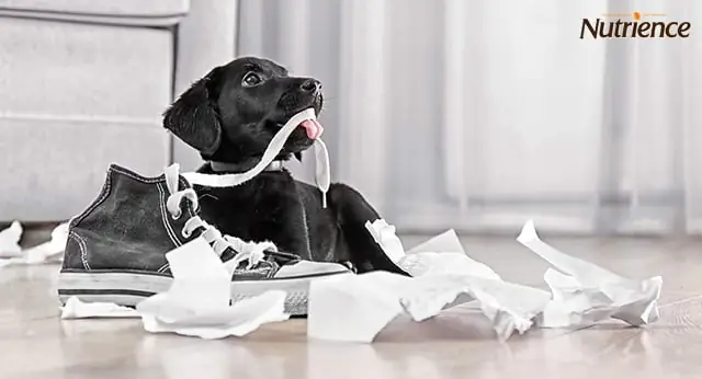 Nguyên Nhân Chó Hay Cắn Bậy Là Gì