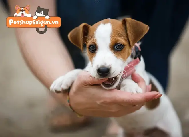 Những Lưu Ý Khi Áp Dụng Cách Dạy Chó Không Cắn Tay Chủ