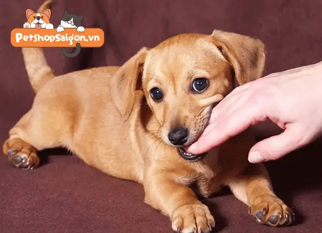 Cách Dạy Chó Không Cắn Tay Chủ: 5 Bước Đơn Giản