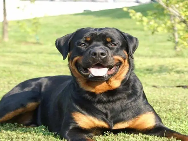 Cách Dạy Chó Nằm Ngồi