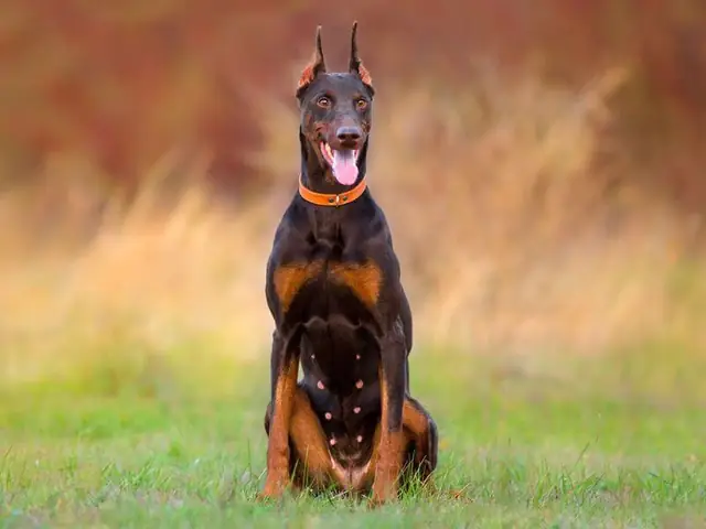 Cách Dạy Chó Ngồi Yên Tại Chỗ