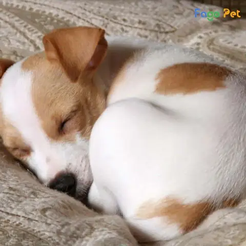 Tạo Không Gian Thoải Mái Khi Huấn Luyện Chó Ngủ Tạo Không Gian Thoải Mái Khi Huấn Luyện Chó Ngủ