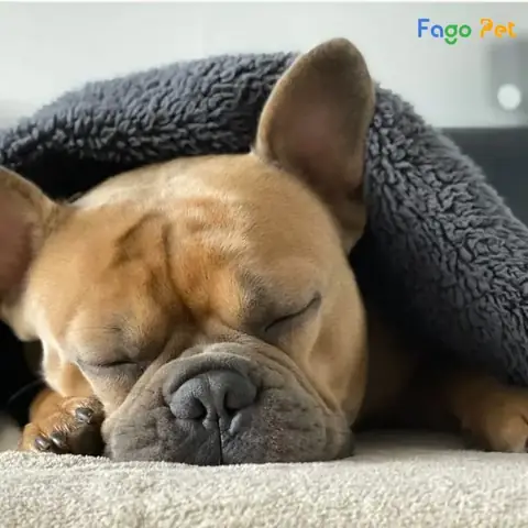 Cách Dạy Chó Ngủ Đúng Chỗ Quy Định Đơn Giản Cách Dạy Chó Ngủ Đúng Chỗ Quy Định Đơn Giản