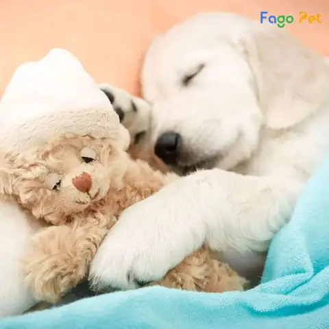 Lợi Ích Của Việc Dạy Chó Ngủ Đúng Chỗ Lợi Ích Của Việc Dạy Chó Ngủ Đúng Chỗ