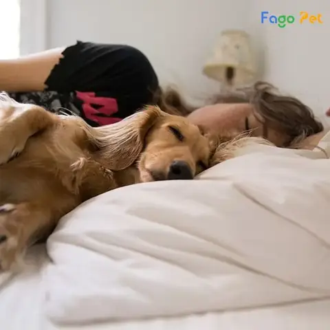 Không Nên Cho Chó Lên Giường Không Nên Cho Chó Lên Giường