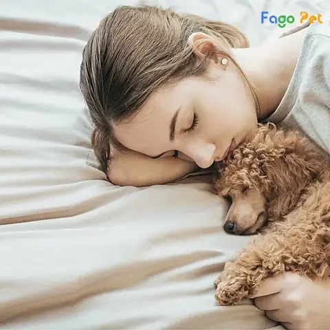 Tạo Môi Trường Ngủ Lý Tưởng Thích Hợp Cho Chó Tạo Môi Trường Ngủ Lý Tưởng Thích Hợp Cho Chó