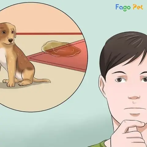 Nên Làm Gì Khi Chó Phốc Hươu Đi Vệ Sinh Sai Chỗ