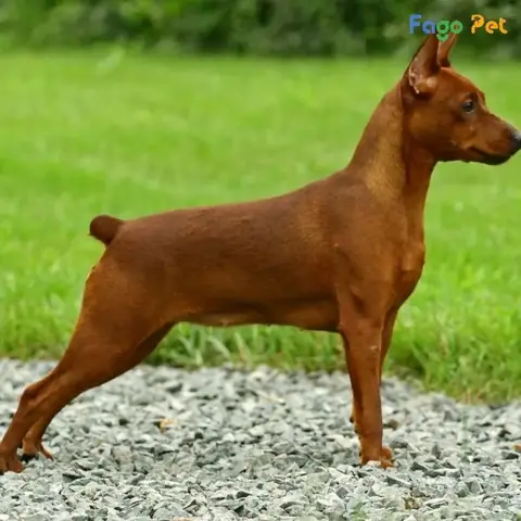 Những Điều Cần Biết Về Cách Dạy Chó Phốc Hươu Đi Vệ Sinh Đúng Chỗ