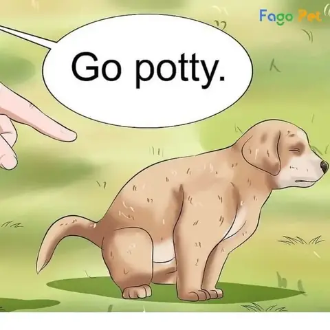 Cách Dạy Chó Phốc Hươu Đi Vệ Sinh Đúng Chỗ