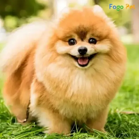 Thời Điểm Thích Hợp Để Dạy Phốc Sóc Đi Vệ Sinh Đúng Chỗ