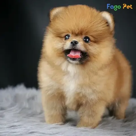 Những Điều Cần Biết Về Cách Dạy Phốc Sóc Đi Vệ Sinh Đúng Chỗ