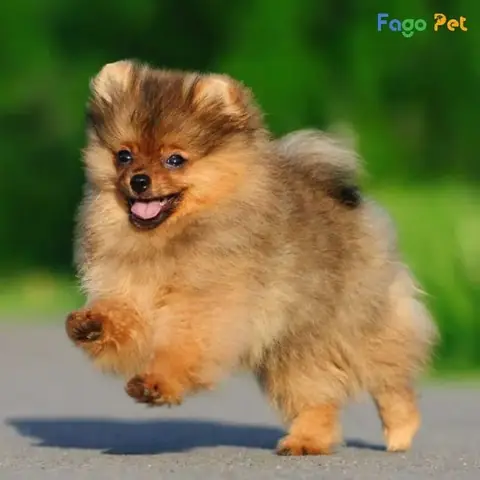 Cách Dạy Phốc Sóc Đi Vệ Sinh Đúng Chỗ