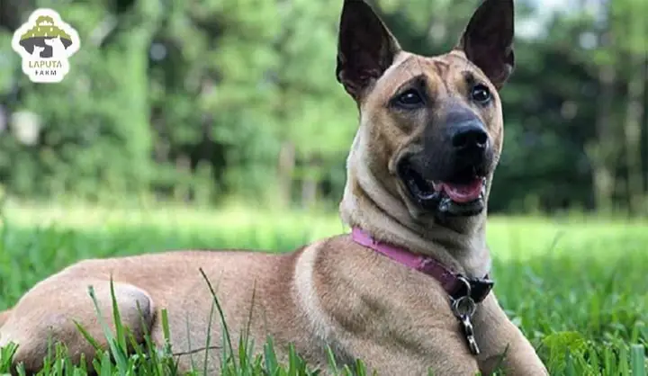 Huấn Luyện Chó Phú Quốc Thực Hiện Lệnh Nằm Huấn Luyện Chó Phú Quốc Thực Hiện Lệnh Nằm