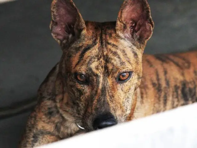 Cách Huấn Luyện Chó Phú Quốc