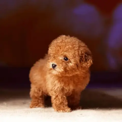 Không Trừng Phạt