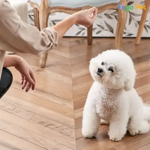 Cách Dạy Chó Poodle Bắt Tay Bằng Thức Ăn