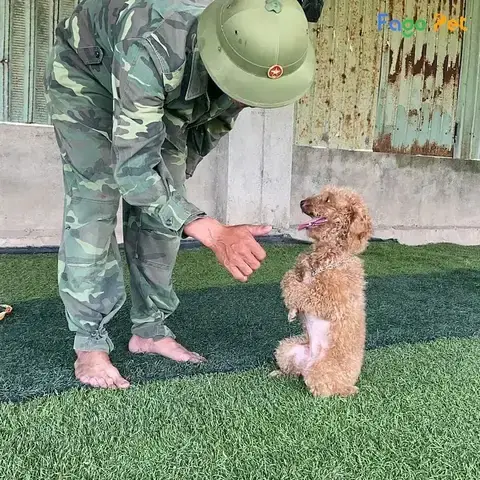 Chuẩn Bị Trước Khi Bắt Đầu Huấn Luyện Poodle Đứng Chuẩn Bị Trước Khi Bắt Đầu Huấn Luyện Poodle Đứng