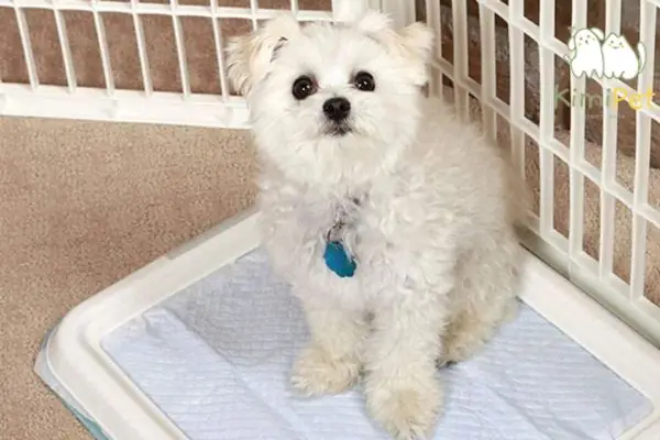 Dạy Poodle Đi Vệ Sinh Đúng Chỗ