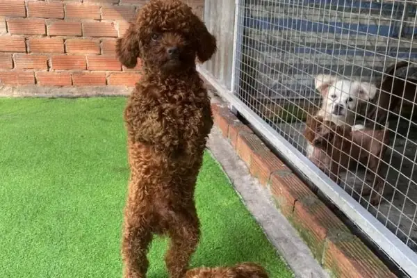 Cách Dạy Poodle Thực Hiện Lệnh Đứng