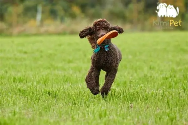 10. Huấn Luyện Chó Poodle Nhặt Đồ