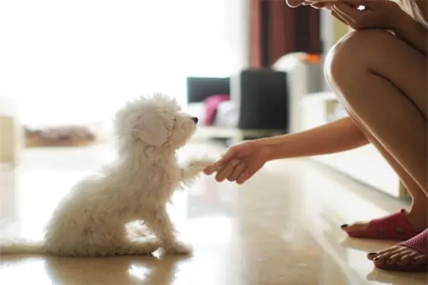 Cần Lưu Ý Gì Khi Thực Hiện Cách Dạy Chó Poodle Nghe Lời?