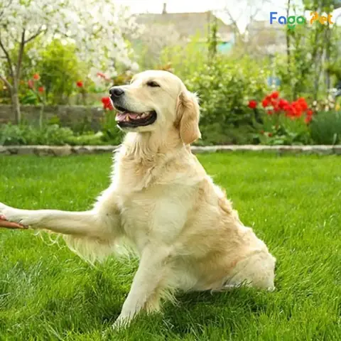 Tại Sao Cần Dạy Chó Nghe Lời?