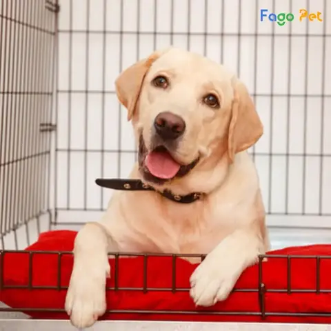 Những Lưu Ý Khi Dạy Chó Vào Chuồng