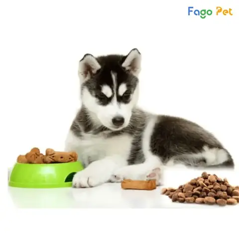 Lưu Ý Khi Dạy Chó Xin Ăn