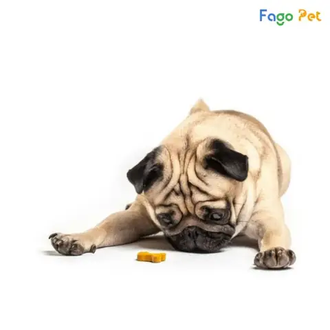 Dạy Chó Lạy Xin Ăn