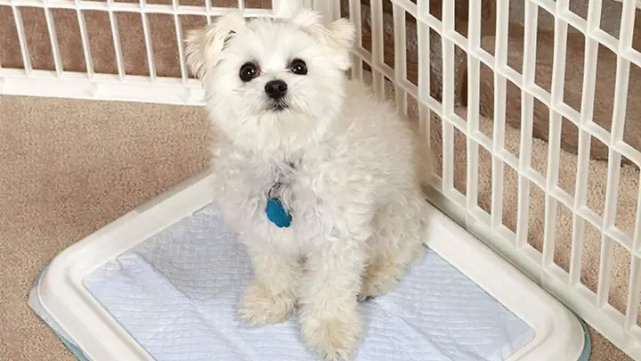 Cách Dạy Chó Không Đi Bậy Trong Chuồng