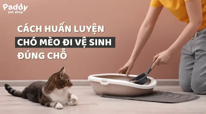 Cách Huấn Luyện Chó Mèo Đi Vệ Sinh Đúng Chỗ