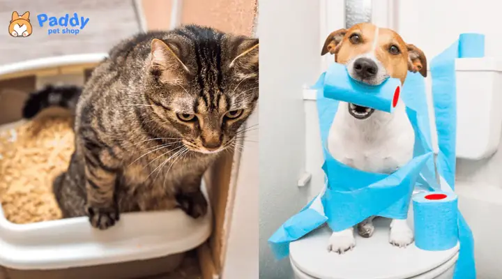 Tìm Hiểu Vấn Đề Đi Vệ Sinh Của Chó Mèo