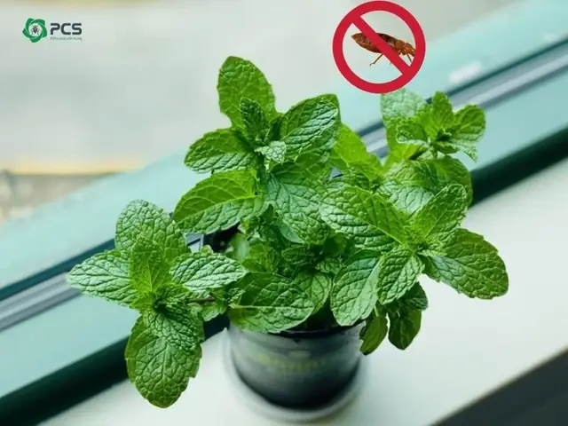 Diệt Bọ Chét Bằng Trồng Các Loại Cây