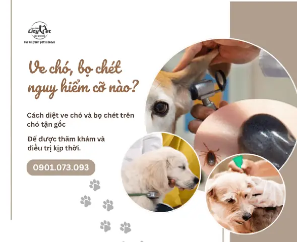 Giới Thiệu Về Ve Chó Và Bọ Chét