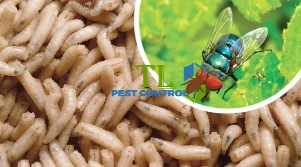 Cách Diệt Dòi Ở Chó: Hướng Dẫn An Toàn Và Hiệu Quả Từ Chuyên Gia Cách Diệt Dòi Ở Chó: Hướng Dẫn An Toàn Và Hiệu Quả Từ Chuyên Gia