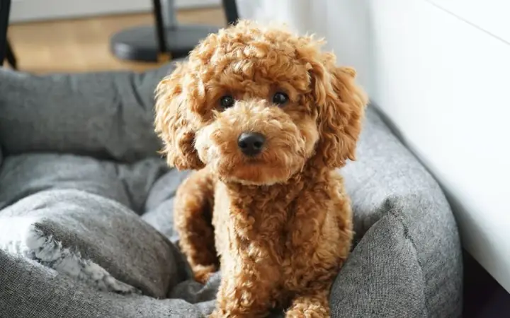 Toy Poodle (loại Poodle Size Nhỏ) Toy Poodle (loại Poodle Size Nhỏ)