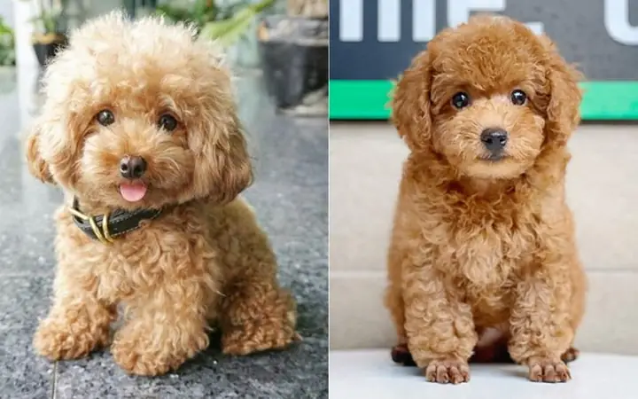 Tính Cách Của Chó Poodle Tính Cách Của Chó Poodle