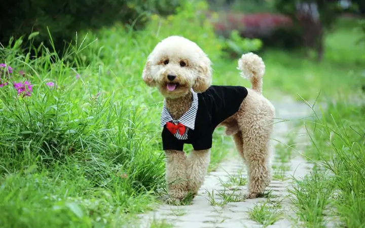 Đặc Điểm Nhận Biết Chung Của Các Size Chó Poodle Đặc Điểm Nhận Biết Chung Của Các Size Chó Poodle