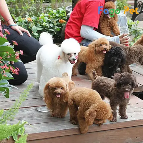 Dịch Vụ Phối Giống Chó Poodle Uy Tín Bao Đậu Fago Pet