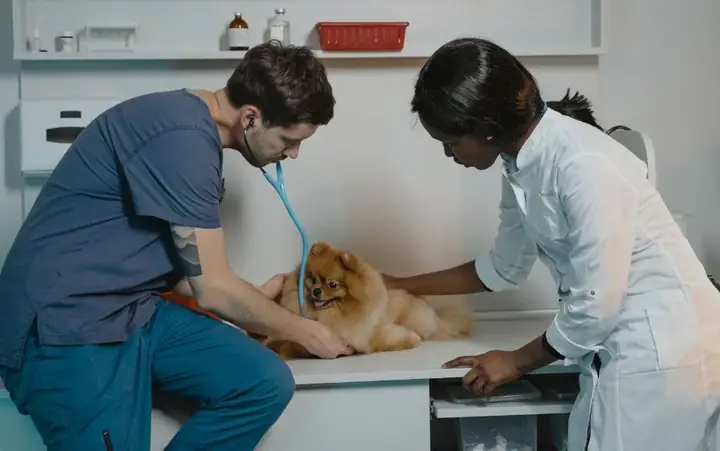 Cách Nhận Biết Chó Phốc Sóc Đang Mang Thai