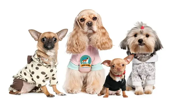 Cách Lấy Số Đo Size Áo Cho Chó Theo Kích Thước