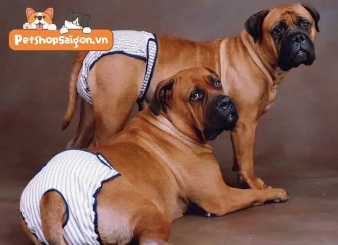 Cách Đóng Bỉm Cho Chó Đực: Hướng Dẫn Chi Tiết Từ Chuyên Gia Chăm Sóc Động Vật