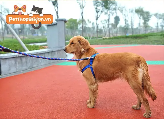 Cách Dùng Dây Xích Chó: Hướng Dẫn Chi Tiết Từ Chuyên Gia Chăm Sóc Động Vật
