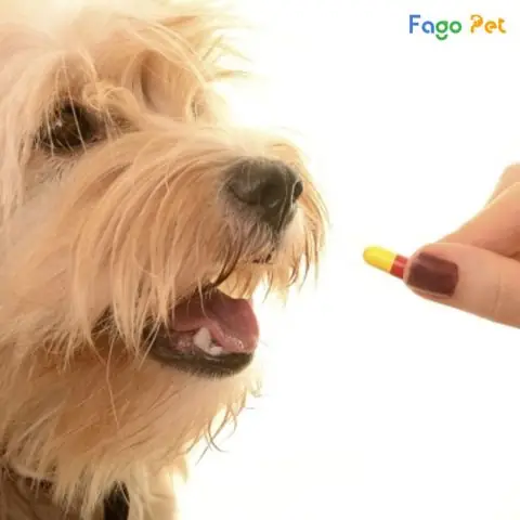 Tại Sao Việc Cắt Móng Cho Chó Lại Quan Trọng? Tại Sao Việc Cắt Móng Cho Chó Lại Quan Trọng?