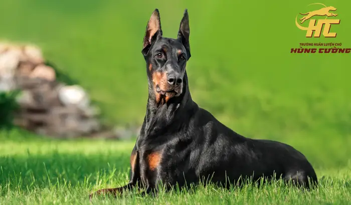 Cách Dựng Tai Chó Doberman: Hướng Dẫn Chi Tiết Từ Chuyên Gia