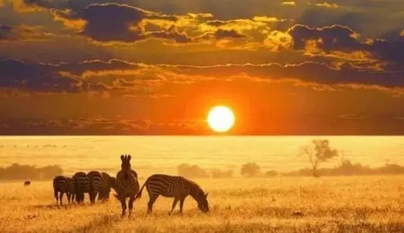 Tại Sao Chó Lại Khóa Chặt Mông Vào Nhau Khi Giao Phối? Nó Sẽ Gặp Nguy Hiểm Khi Bị Ép Tách Rời Ra Trong Quá Trình Giao Phối Không?