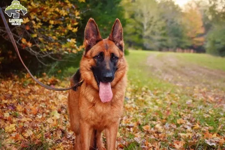 Huấn Luyện Chó Becgie Đứng Yên Tại Chỗ