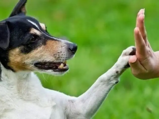 Huấn Luyện Chó Becgie Bắt Tay