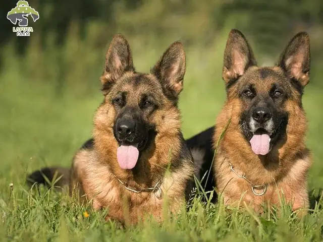 Huấn Luyện Chó Becgie Nằm Yên Tại Chỗ