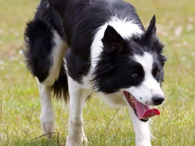 Các Bài Huấn Luyện Chó Chăn Cừu Đơn Giản Tại Nhà